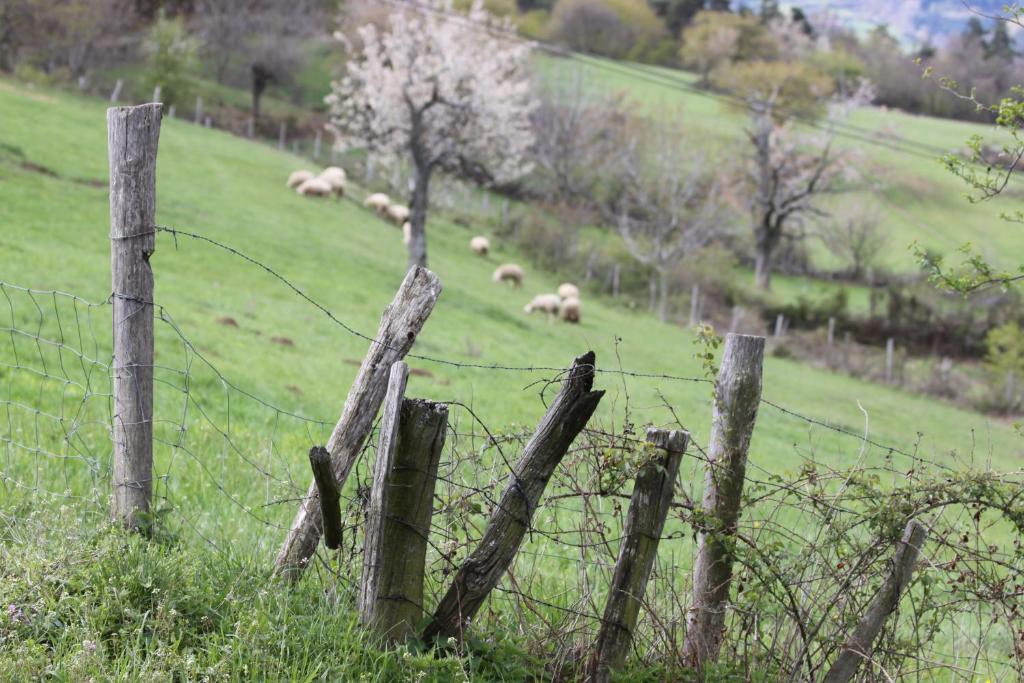 Bed and Breakfast La Bastide De Fontaille Сен-Фелісьян Екстер'єр фото
